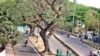 চট্টগ্রাম টাইগারপাস থেকে সেন্ট্রাল রেলওয়ে বিল্ডিং (সিআরবি) মুখী শতবর্ষী গাছ।