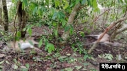 ঘূর্ণিঝড় রিমালের আঘাতে সুন্দরবনে বন্যপ্রাণী মৃত্যুর সংখ্যা সব শেষ হিসাব মতে ১৩২টিতে দাঁড়িয়েছে।