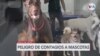 CDC recomiendan a infectados por viruela del mono alejarse de mascotas 