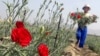 FILE - Peruvian girl carries flowers during a harvest at a field in a shantytown in Lima, Peru, May 26, 2005. 