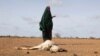 FILE - A Somali woman stands near the carcass of her dead livestock amid severe drought near Dollow, Gedo Region, Somalia, May 26, 2022. 
