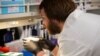 Un científico de la Universidad de Minnesota observa una muestra durante una de sus investigaciones.