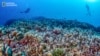 World’s largest coral discovered in Solomon Islands