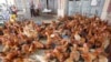 Kamboja, Vietnam Perketat Pemantauan Flu Burung