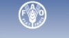 Food Prices Remain High in Poor Countries