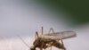 Malaria