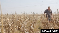 Casper Willemse grew up working a 2,000-hectare maize farm about an hour south of Johannesburg. 