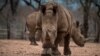 FILE - Protected rhinos roam and feed in an enclosed precinct at the Kahya Ndlovu Lodge in Hoedspruit, in the Limpopo province of South Africa, Sept. 25, 2016.