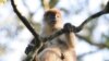 Red Colobus Monkey
