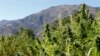 Plus de 80 tonnes de haschich saisies depuis début 2016 au Maroc